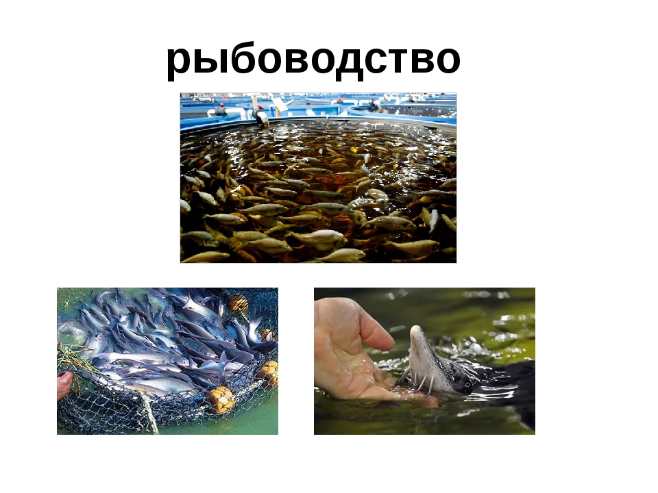 Итоги обучающего семинара по отрасли «Товарное рыбоводство».