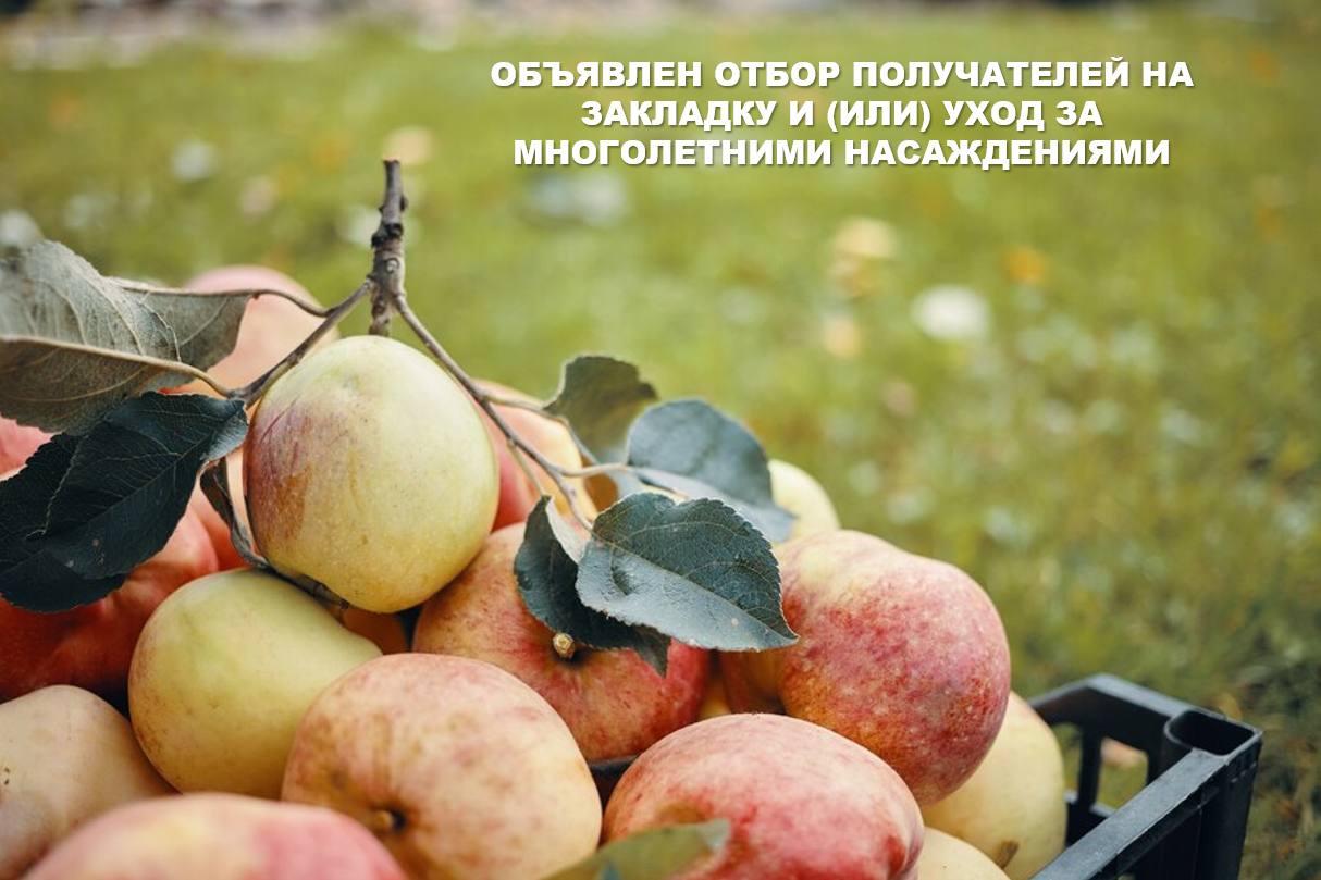ОБЪЯВЛЕН ОТБОР ПОЛУЧАТЕЛЕЙ СУБСИДИЙ НА ЗАКЛАДКУ И (ИЛИ) УХОД ЗА МНОГОЛЕТНИМИ НАСАЖДЕНИЯМИ