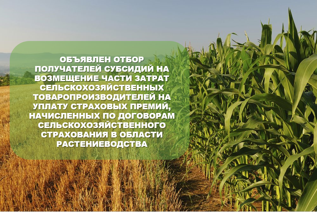 ОБЪЯВЛЕН ОТБОР ПОЛУЧАТЕЛЕЙ СУБСИДИЙ НА ВОЗМЕЩЕНИЕ ЧАСТИ ЗАТРАТ СЕЛЬСКОХОЗЯЙСТВЕННЫХ ТОВАРОПРОИЗВОДИТЕЛЕЙ НА УПЛАТУ СТРАХОВЫХ ПРЕМИЙ, НАЧИСЛЕННЫХ ПО ДОГОВОРАМ СЕЛЬСКОХОЗЯЙСТВЕННОГО СТРАХОВАНИЯ В ОБЛАСТИ РАСТЕНИЕВОДСТВА