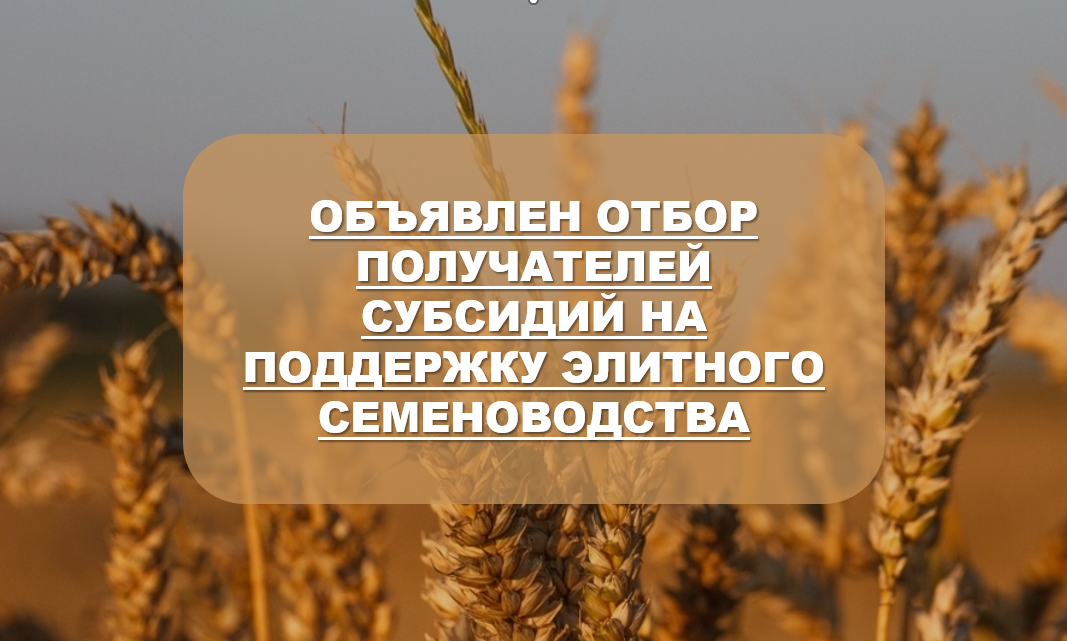 ОБЪЯВЛЕН ОТБОР ПОЛУЧАТЕЛЕЙ СУБСИДИЙ НА ПОДДЕРЖКУ ЭЛИТНОГО СЕМЕНОВОДСТВА