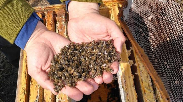 Губернатор отреагировал на массовую гибель пчел в Пензенской области