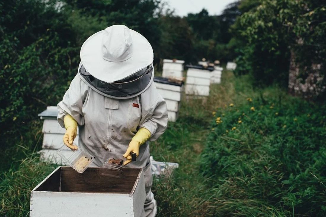 В Пензенской области пчеловодов предупредят об обработке полей