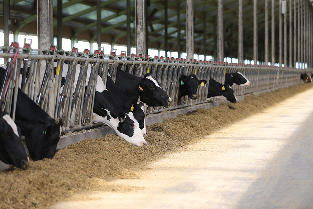 Сельхозорганизации Пензенской области отмечены в лидерах страны по среднесуточному надою молока