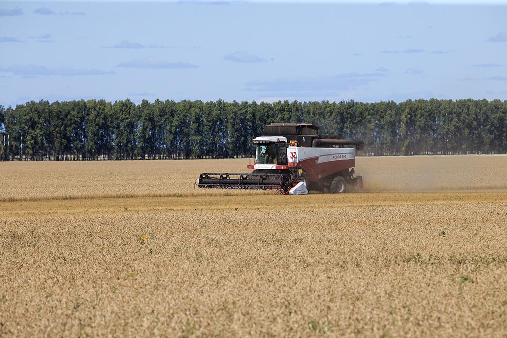 Правительство РФ одобрило предложения Минсельхоза России о введении квоты на экспорт зерна